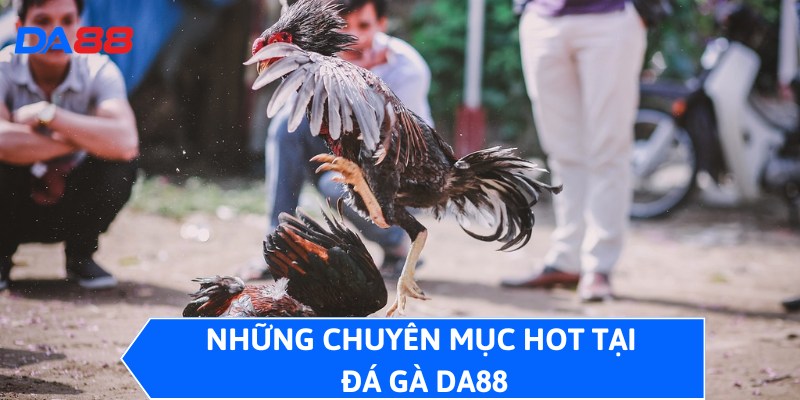 Đá Gà DA88 - Sảnh Cược Đỉnh, Trải Nghiệm Không Thể Bỏ Qua 2 Những chuyên mục hot tại đá gà DA88